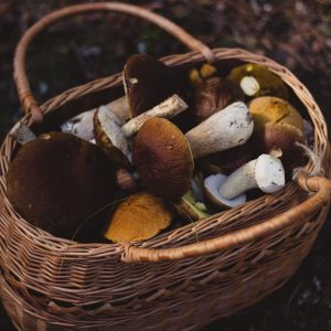 7 Common Mistakes to Avoid When Growing Mushrooms